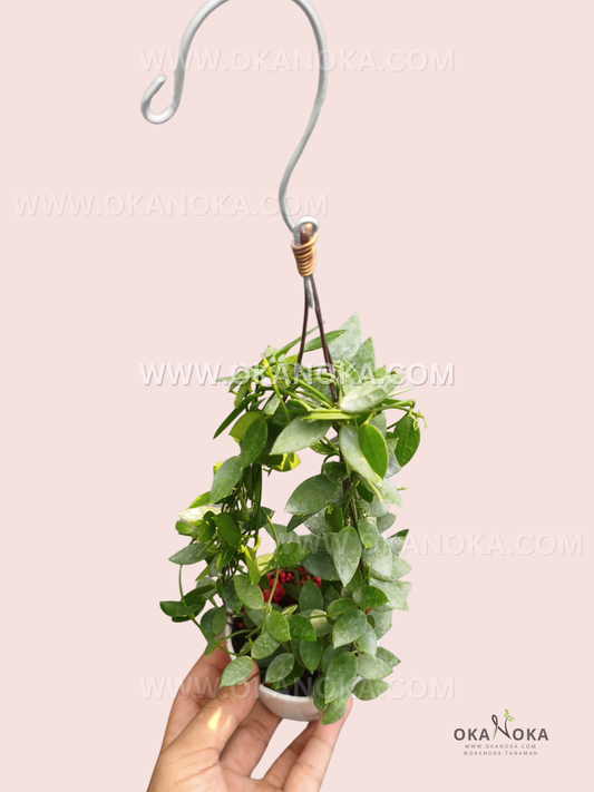 Dischidia Hirsuta Papua live plant with dense green foliage and cascading stems in a small hanging nursery pot