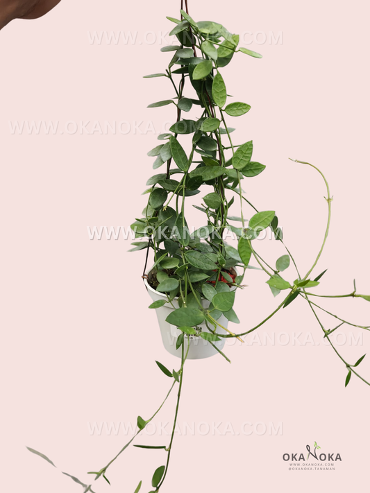 Close-up of Dischidia Hirsuta Papua VN-732 trailing vines with glossy green leaves, perfect for hanging baskets.