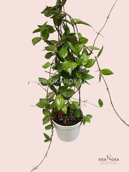 Close-up of glossy green leaves of Dischidia Hirsuta Sulawesi in a white hanging pot.