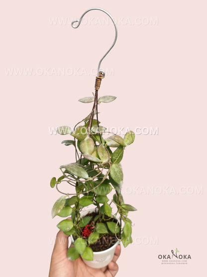 A potted Dischidia hirsuta ‘Sulawesi’ with trailing, densely branched vines covered in small oval green leaves, hanging from a metal hook.
