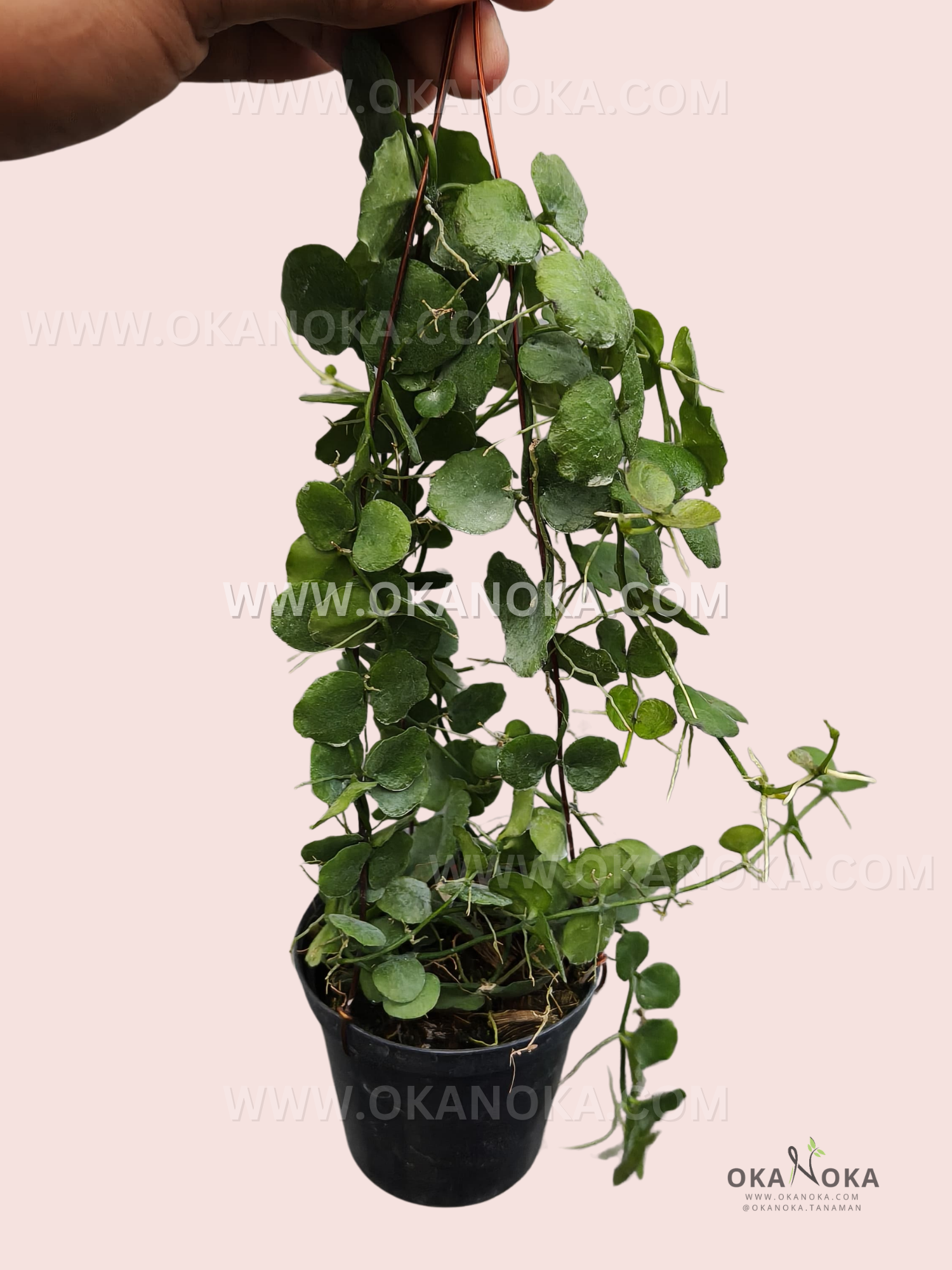 Close-up of cascading Dischidia Imbricata vines with glossy green leaves in a hanging planter.