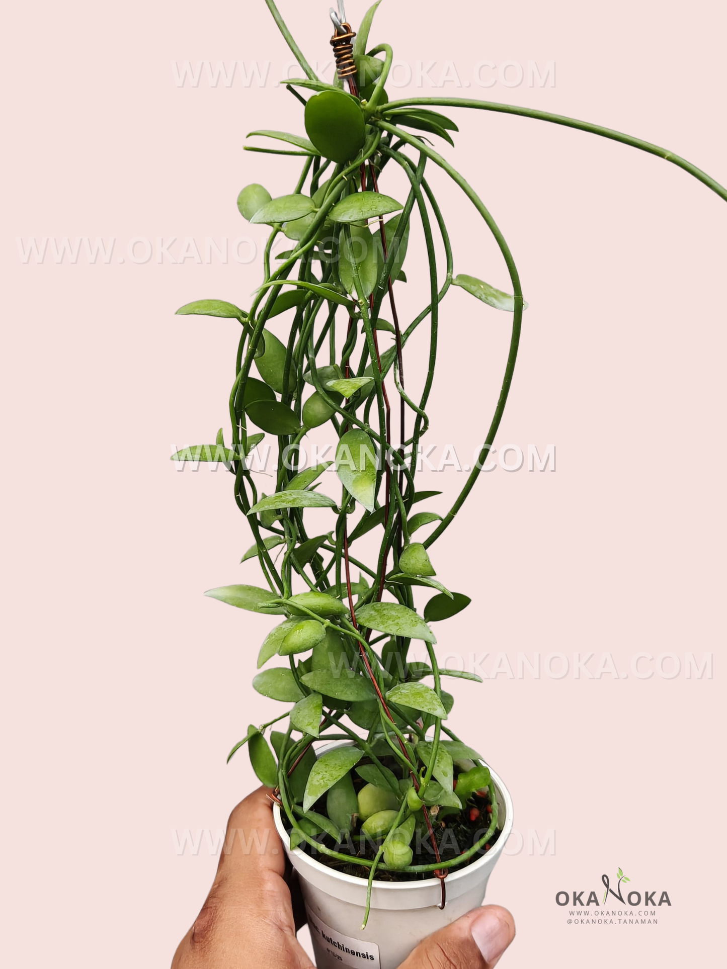 Close-up of lush trailing vines of Dischidia Kutchinensis hanging in white pot.