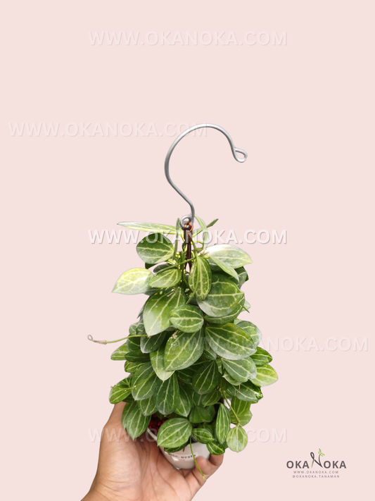 Dischidia Ovata displaying layered oval foliage with subtle vein patterns and a graceful trailing growth habit