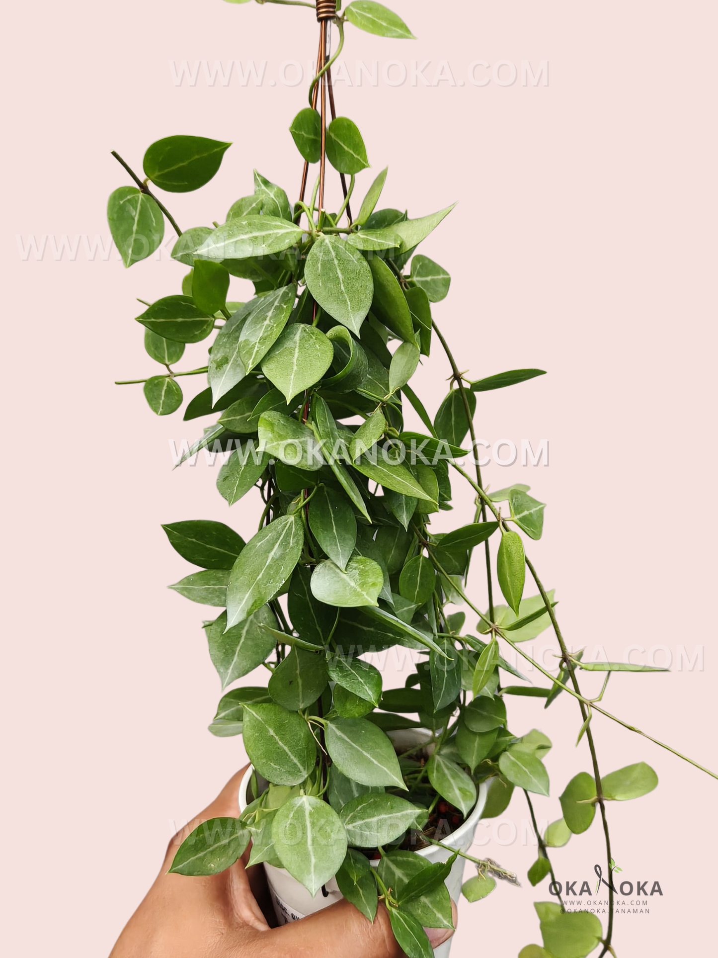 Close-up of Dischidia Ovata Papua trailing vines and glossy leaves in a white hanging pot.