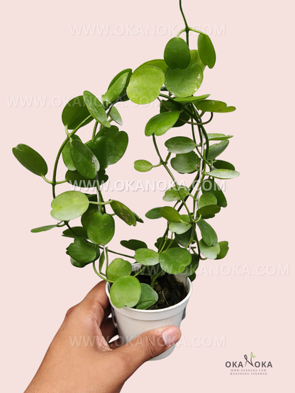 Close-up of Dischidia Tonsuensis trailing plant in white pot, showing round, glossy green leaves and hanging vines, perfect indoor tropical greenery.