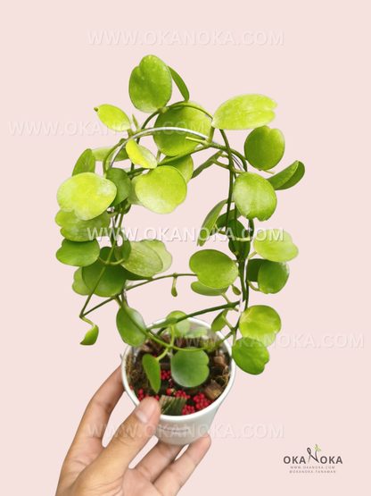 A potted Dischidia tonsuensis with trailing stems covered in round, fleshy green leaves, held in one hand against a pale pink background.