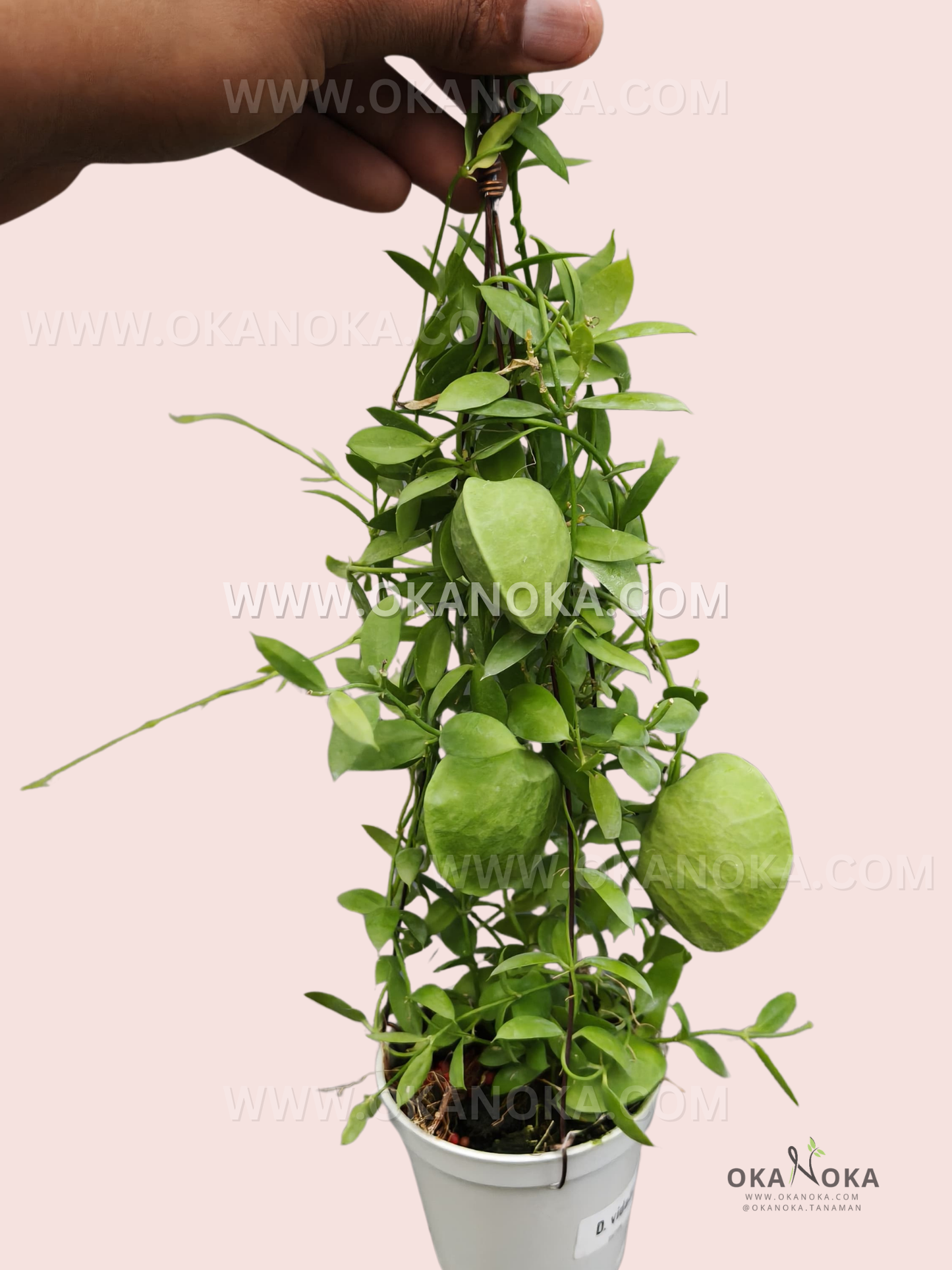Dischidia Vidalii live trailing tropical plant in white pot with glossy green leaves, perfect for hanging or decorative indoor display