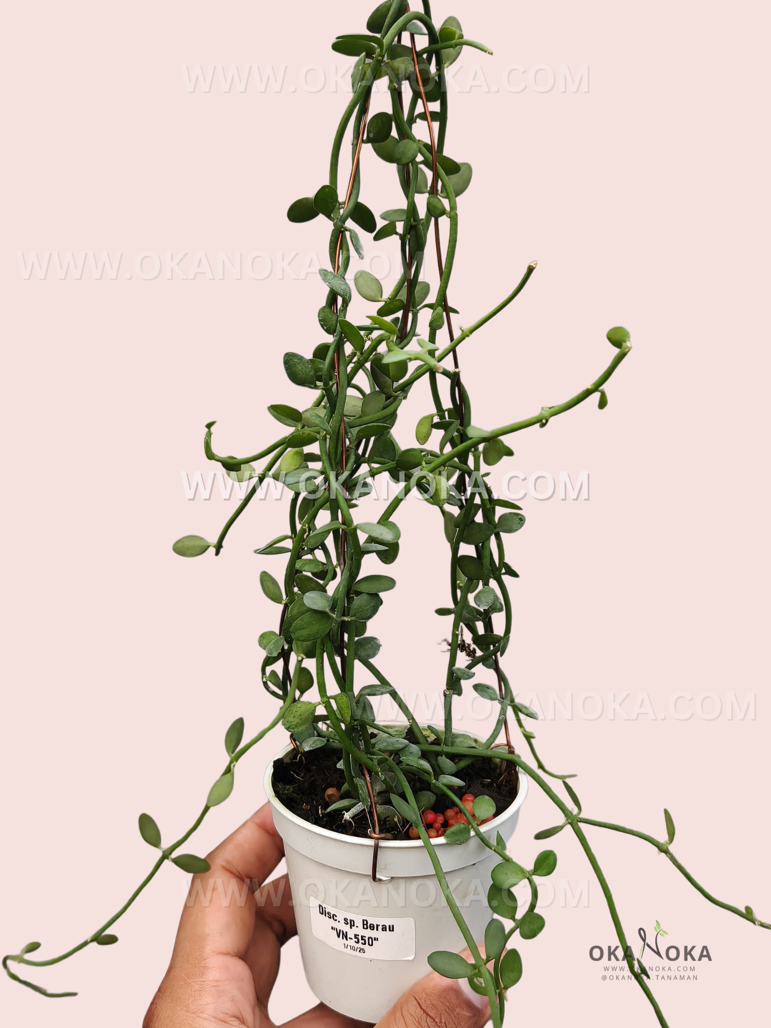 Dischidia sp. Berau VN-550 trailing vines in a white hanging pot, showcasing lush green leaves.