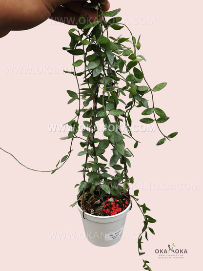 Close-up of Dischidia sp. Berau VN-550 cascading vines in a hanging white pot.