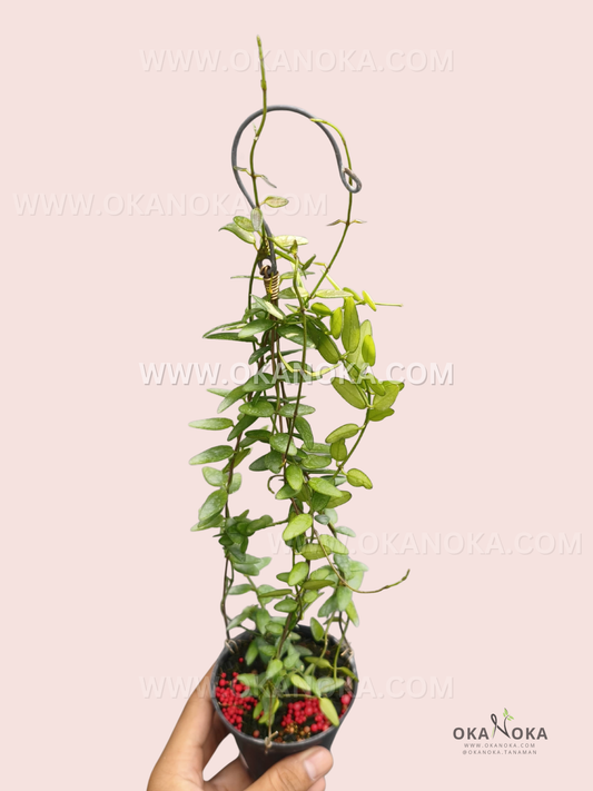 A potted Dischidia sp. Borneo VN-491 with long, trailing vines covered in small, oval green leaves, trained around a circular support, held in one hand against a pale pink background.