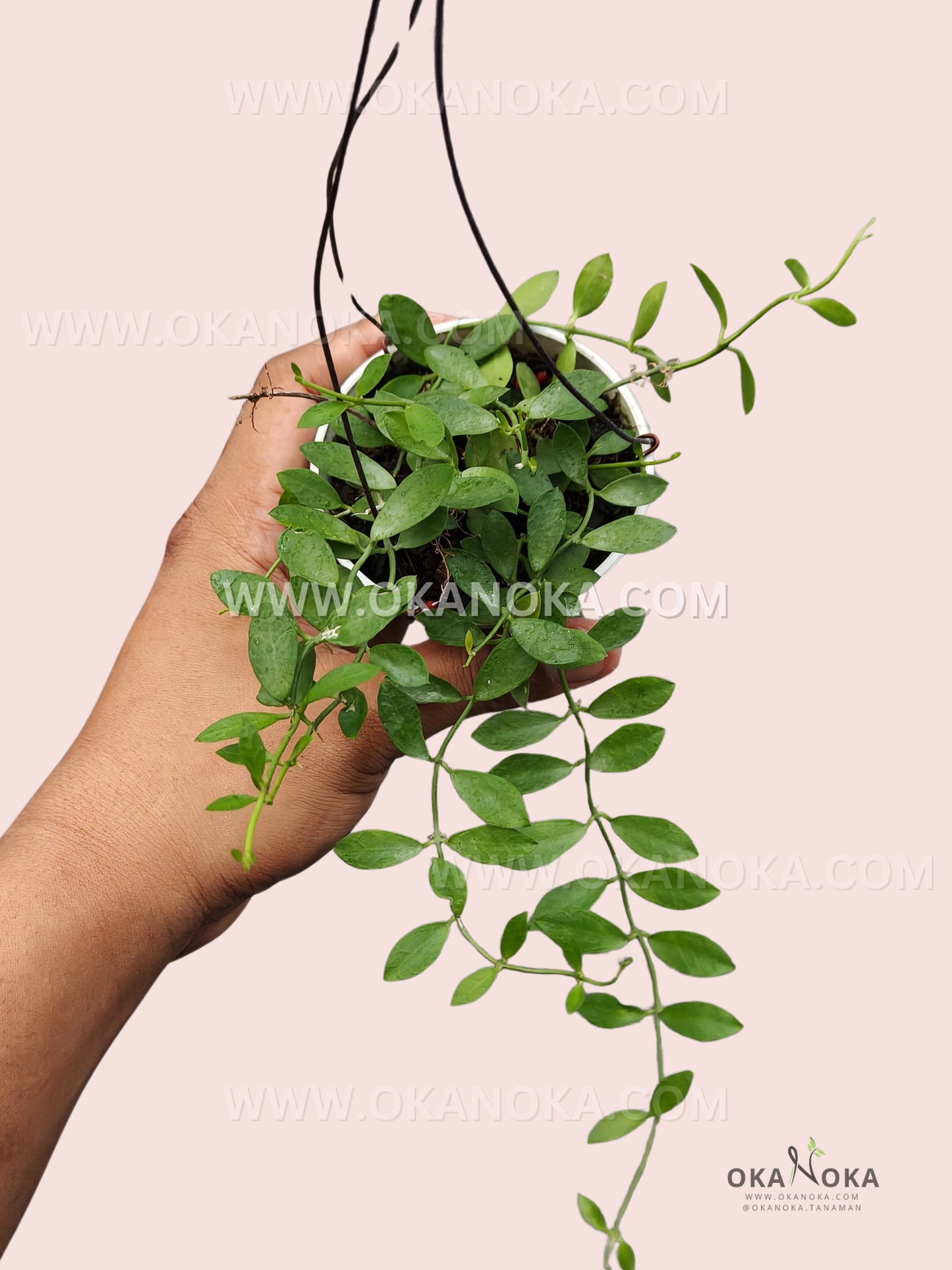 Close-up view of Dischidia sp. Kalbar VN-696 trailing plant in white pot held by hand.