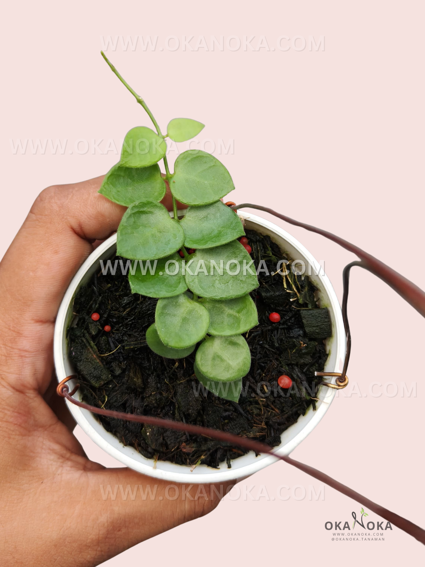 Close-up of Dischidia sp. Kinabalu hanging plant with trailing heart-shaped green leaves.