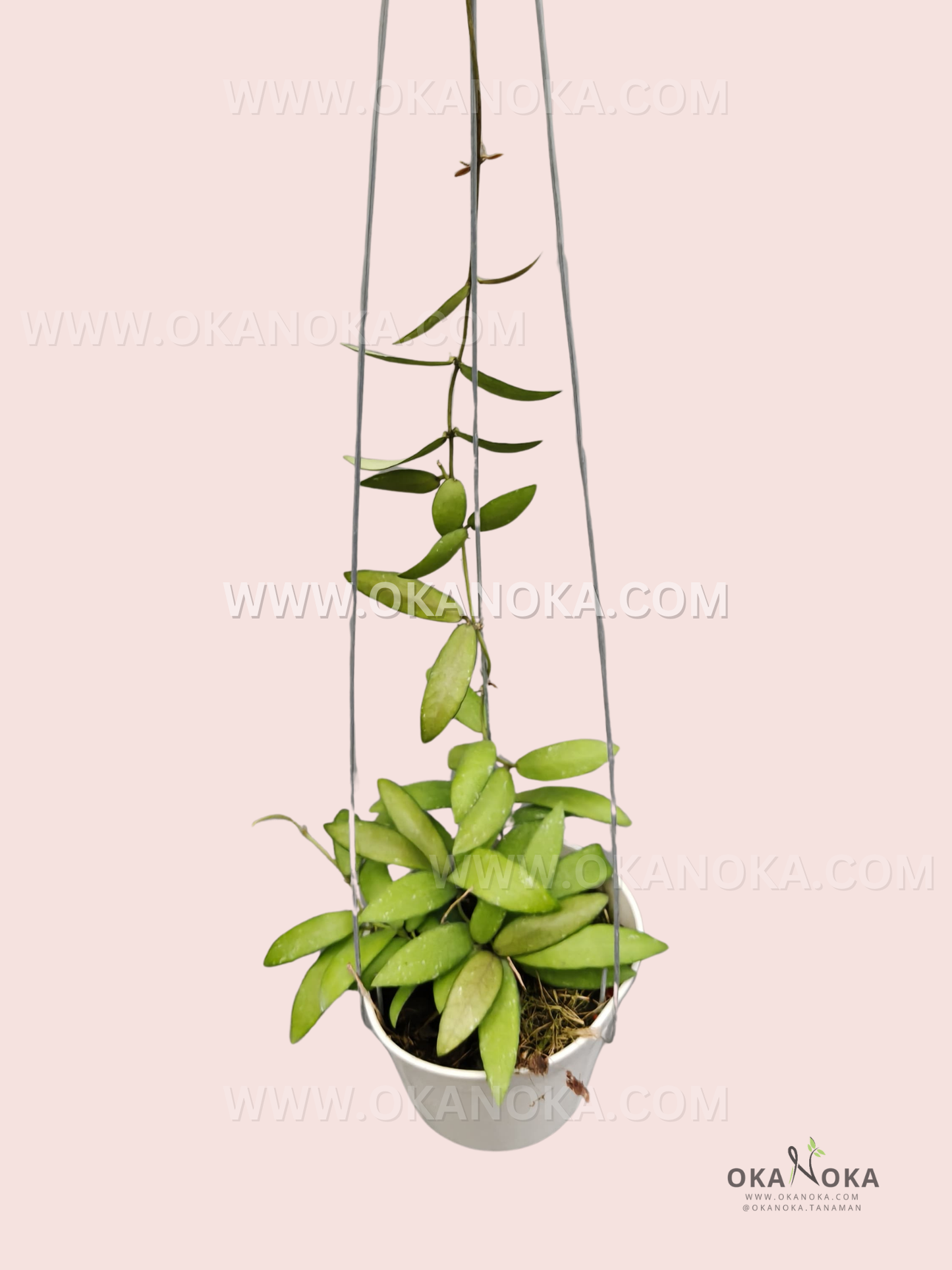 Close-up of trailing green heart-shaped leaves of Dischidia sp. Maluku VN-973 in white hanging pot.