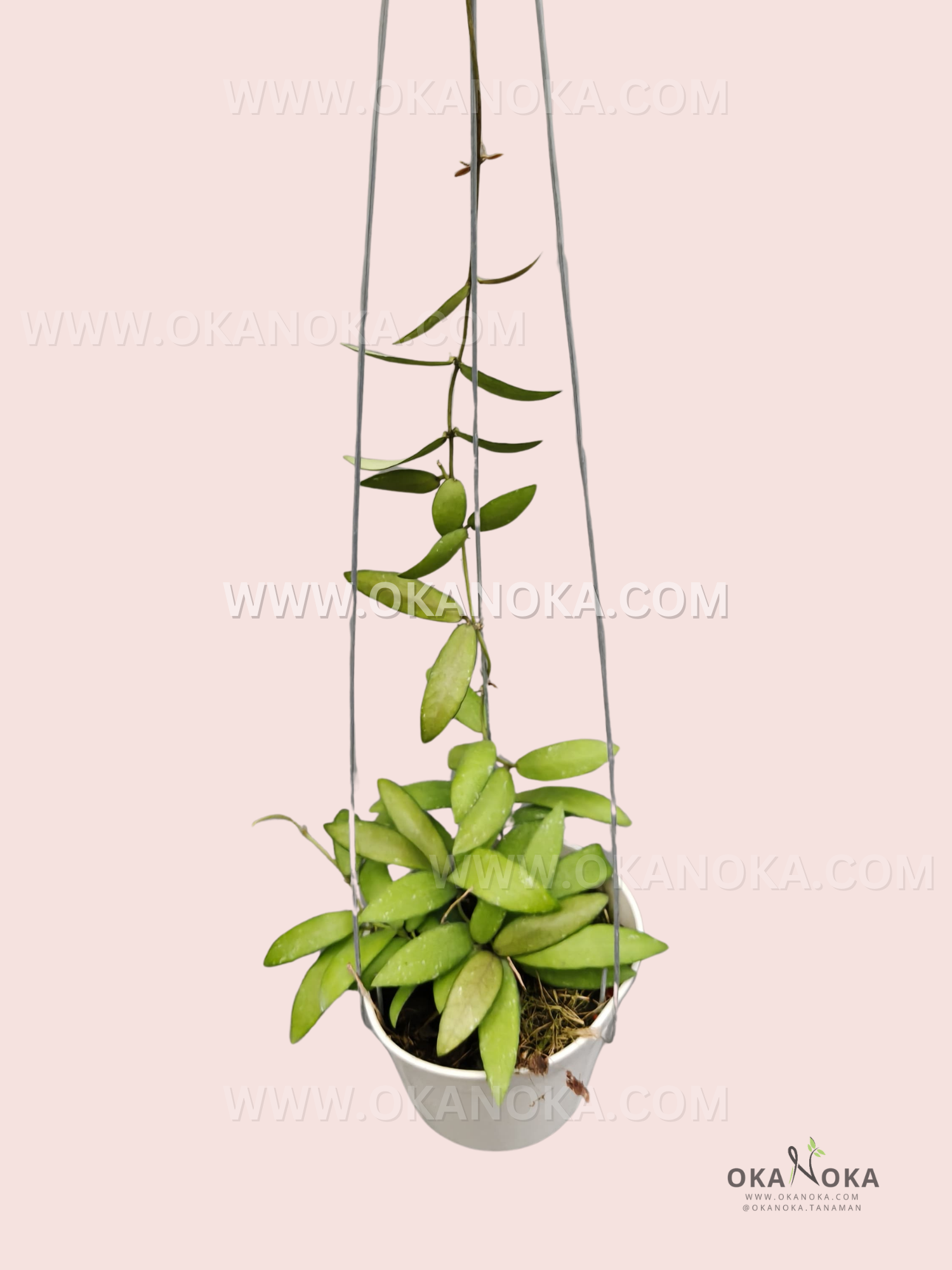 Close-up of trailing green heart-shaped leaves of Dischidia sp. Maluku VN-973 in white hanging pot.