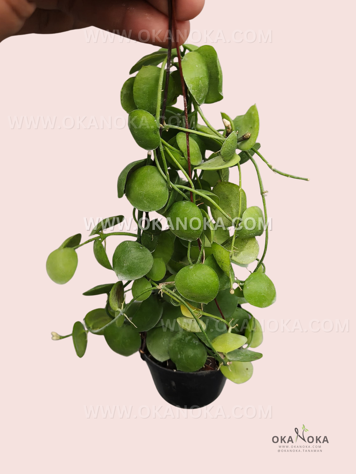 Lush trailing Dischidia sp. Mamasa VN-775 in a white hanging pot, vibrant green round leaves, perfect indoor tropical plant.