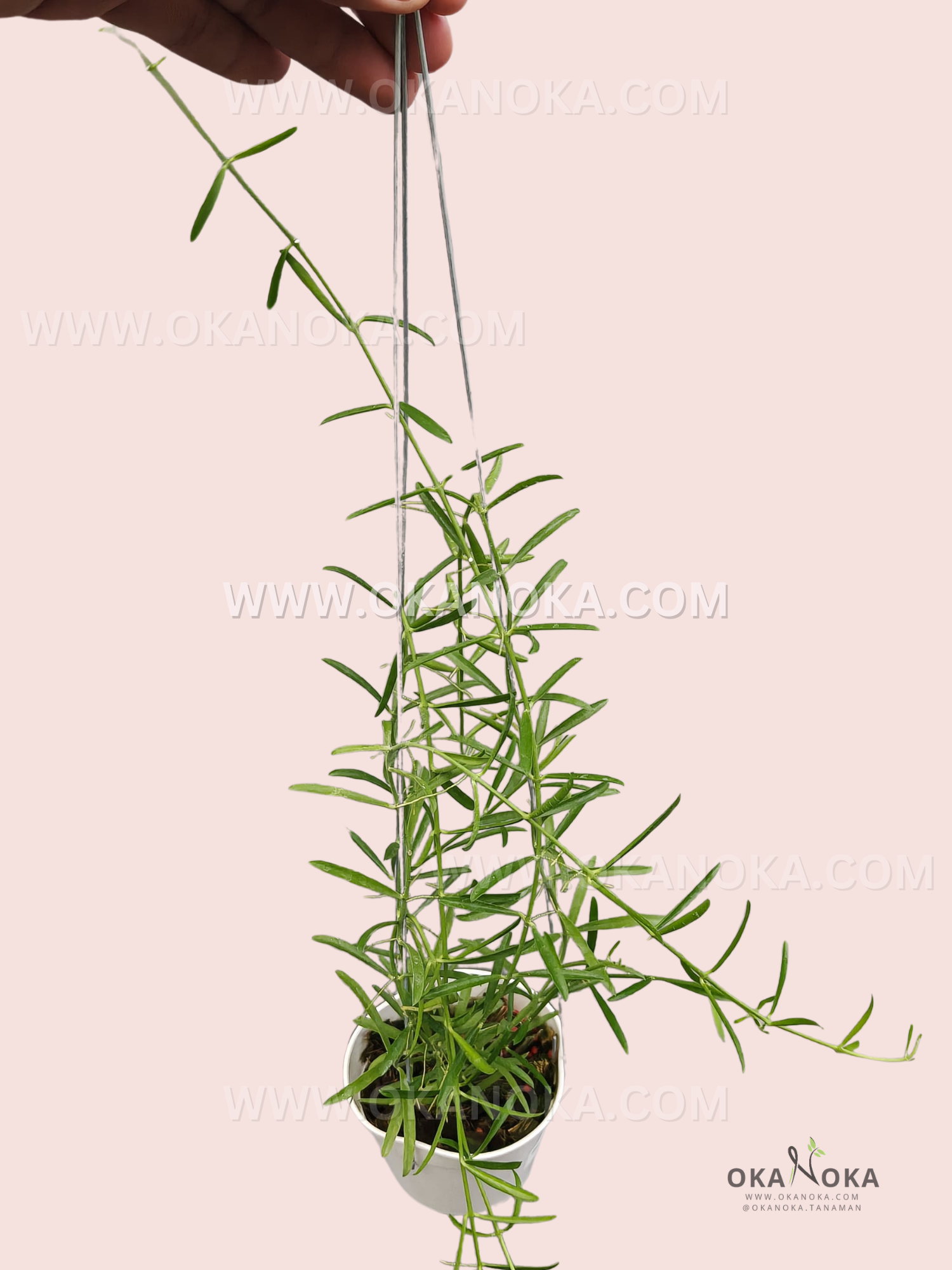 Close-up of Dischidia sp. Minahasa VN-975 live hanging plant with slender trailing vines and glossy green leaves, perfect for indoor hanging baskets.