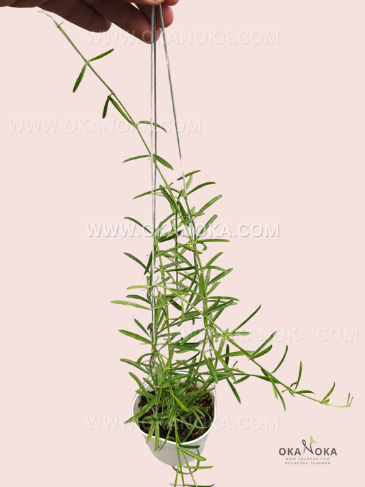 Close-up of Dischidia sp. Minahasa VN-975 live hanging plant with slender trailing vines and glossy green leaves, perfect for indoor hanging baskets.