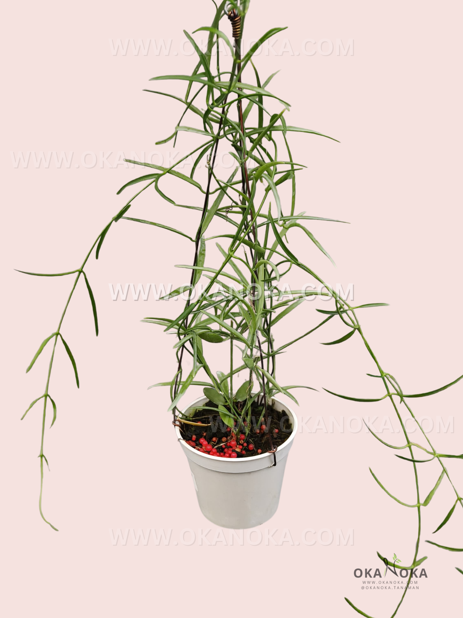 Close-up of slender green leaves of Dischidia sp. Papua VN-733 in hanging pot.