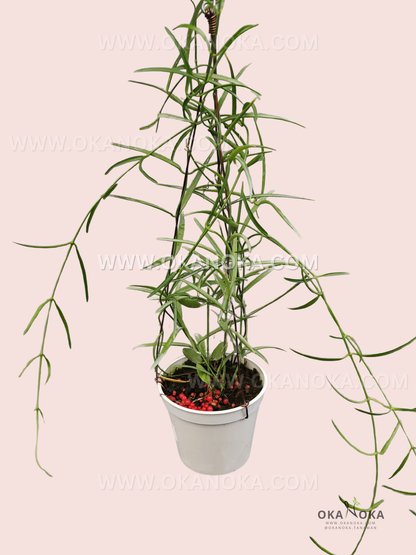 Close-up of slender green leaves of Dischidia sp. Papua VN-733 in hanging pot.