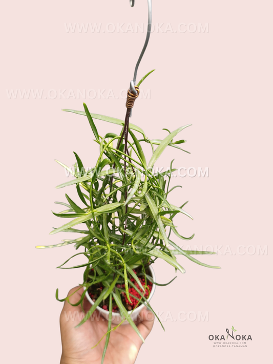 A potted Dischidia sp. Papua VN-733 with numerous slender, elongated green leaves on trailing vines, trained around a hanging wire support and held in one hand against a pale pink background.