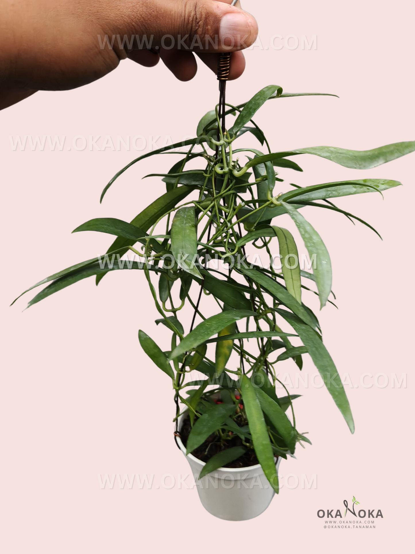 Close-up of Dischidia sp. Sumatera VN-137 showing delicate elongated green leaves in a white hanging pot.