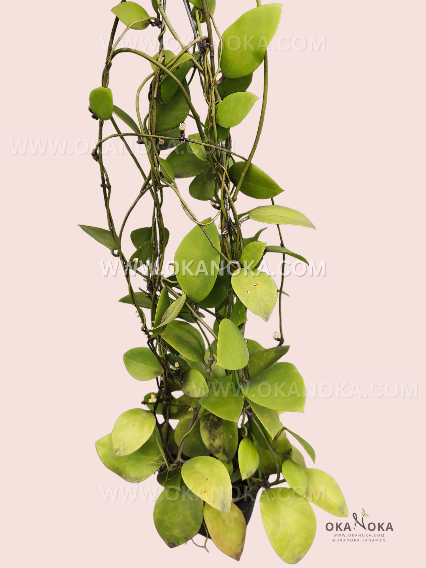 Close-up of Dischidia sp. Sumbawa VN-784 showing trailing vines and heart-shaped green leaves in a hanging white planter.
