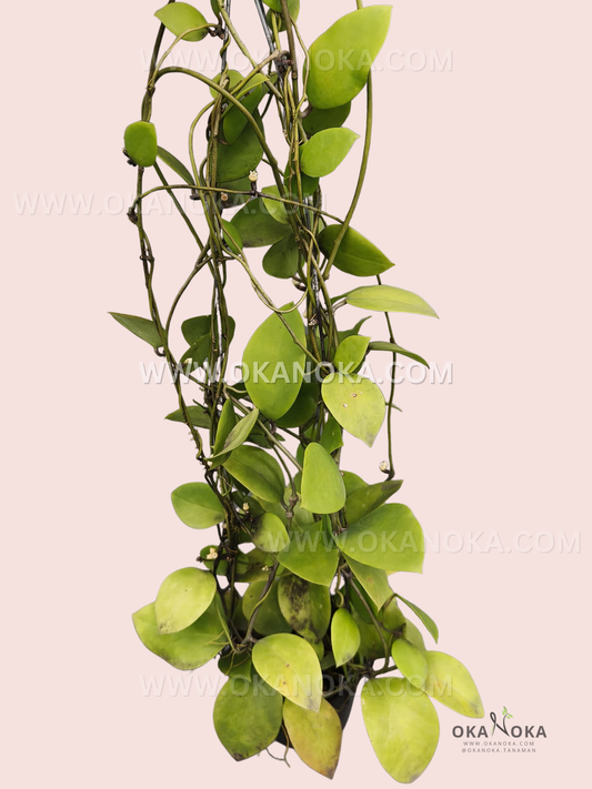 Close-up of Dischidia sp. Sumbawa VN-784 showing trailing vines and heart-shaped green leaves in a hanging white planter.