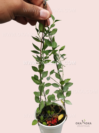 Hand holding Dischidia Acutifolia with lush green elongated leaves, healthy indoor tropical plant.