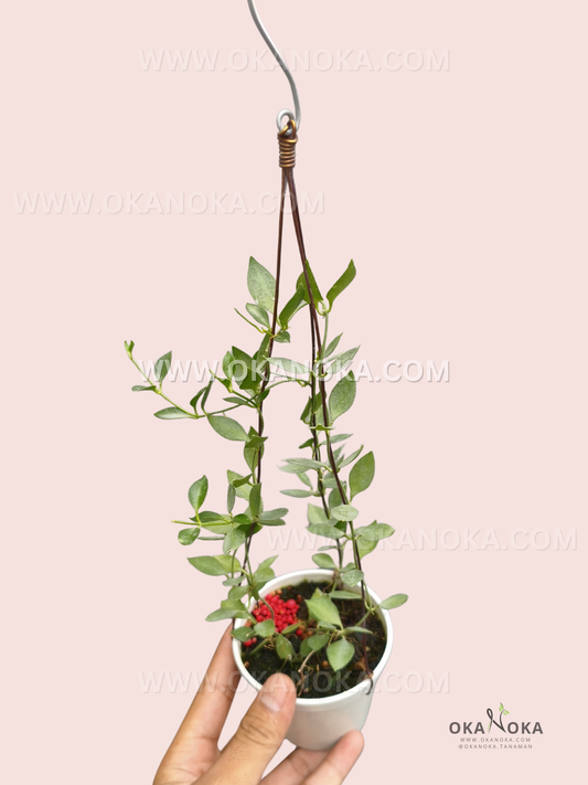 A potted Dischidia sp. aff. Immortalis VN-799 with slender trailing vines and small, elongated green leaves, trained around a hanging wire support and held in one hand against a pale pink background