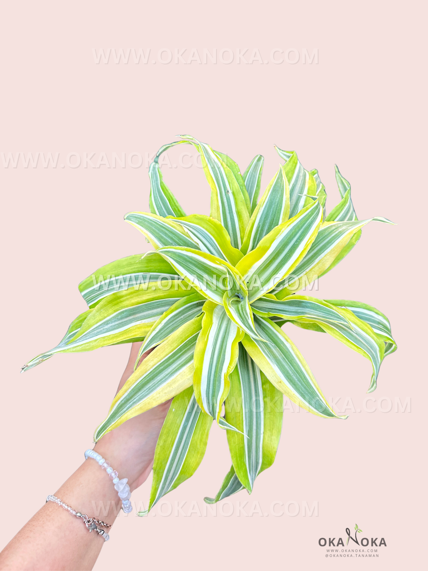 Dracaena Lemon Lime live plant with bright yellow-green striped leaves in hand against pink background