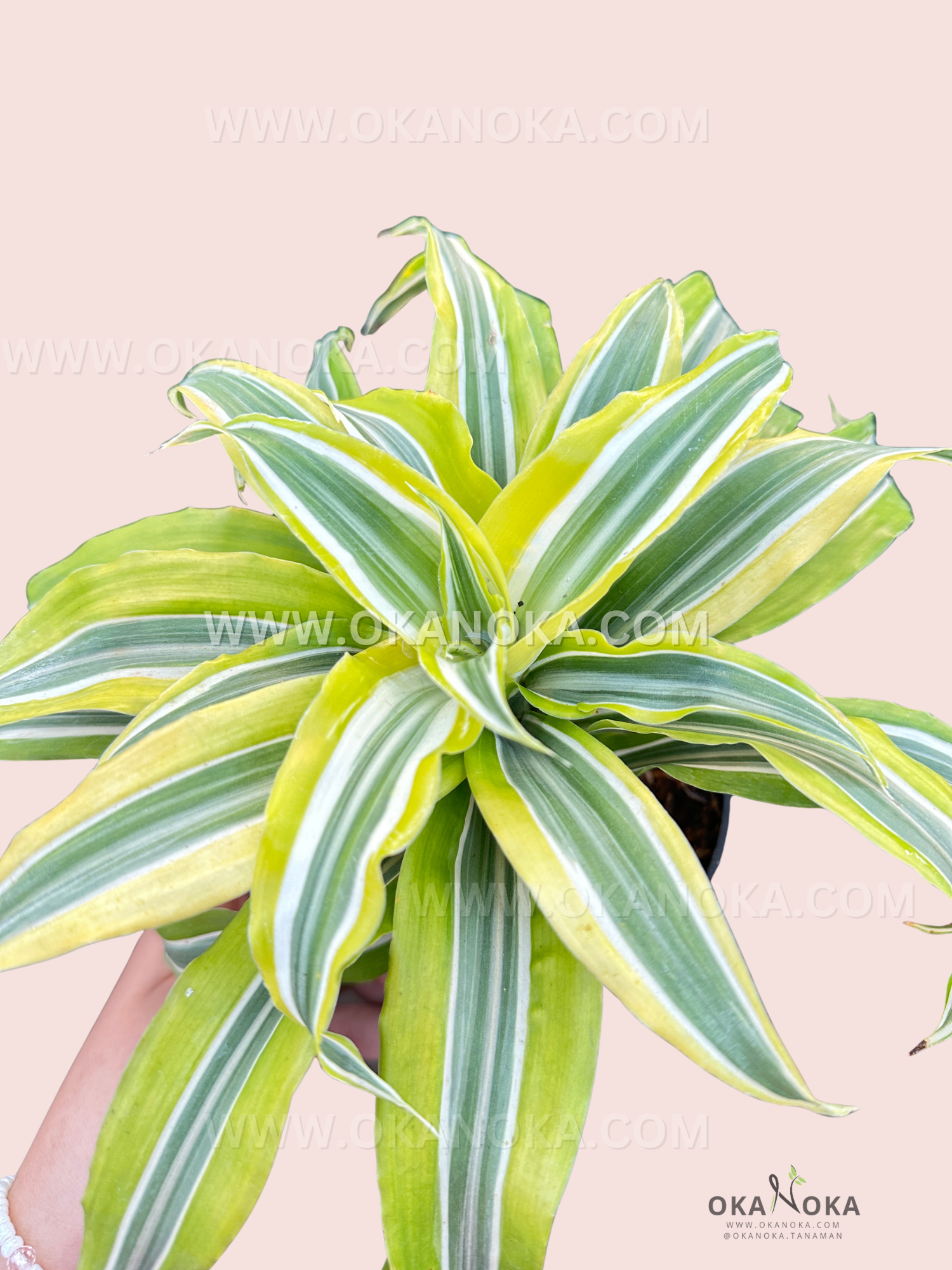 Close-up of Dracaena Lemon Lime plant showcasing bright lime and yellow foliage against soft pink background