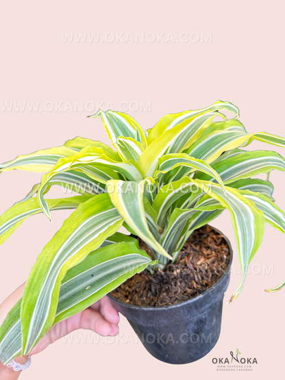 Healthy Dracaena Lemon Lime potted plant with colorful striped leaves, perfect for indoor home decor
