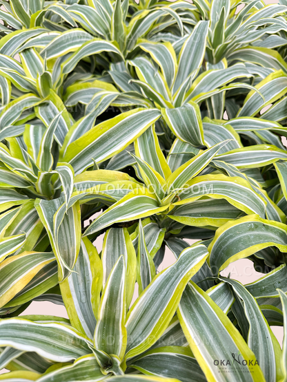 Top view of Dracaena Lemon Lime live plant with vibrant foliage, ideal for air-purifying home greenery