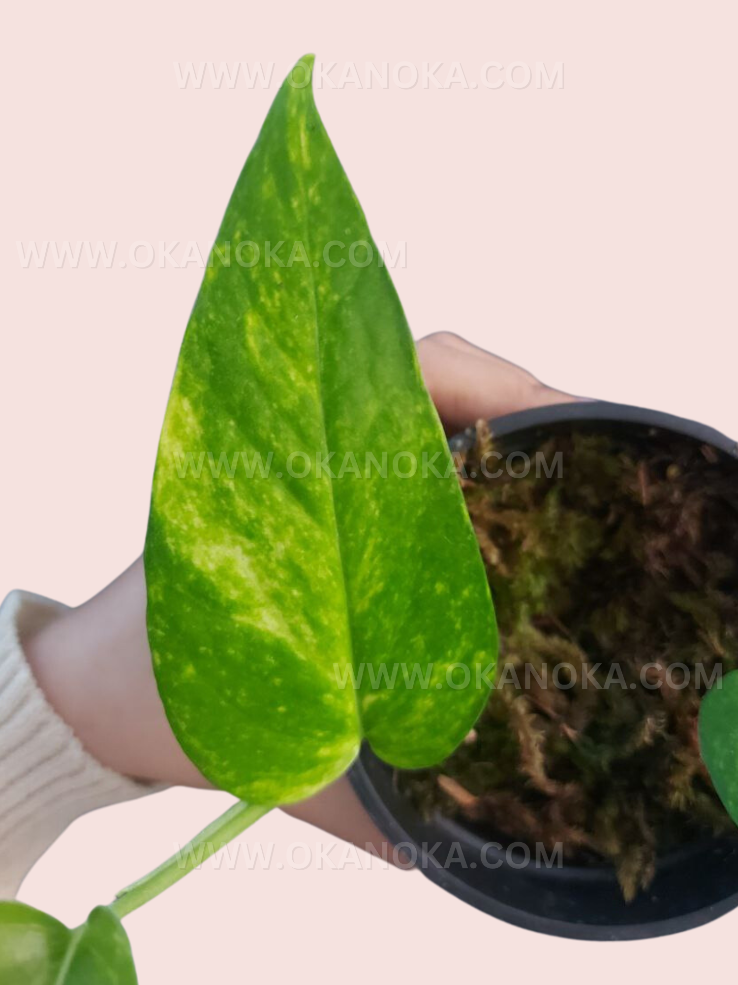 Close-up of Epipremnum Pinnatum Yellow Variegated leaf showing yellow variegation pattern against green foliage