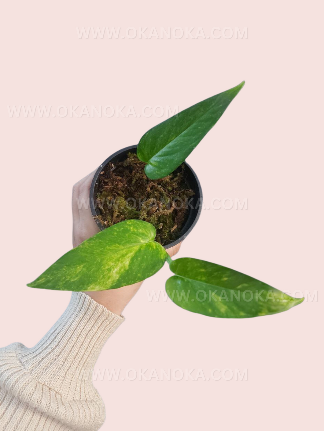 Epipremnum pinnatum Yellow variegated, Buy online