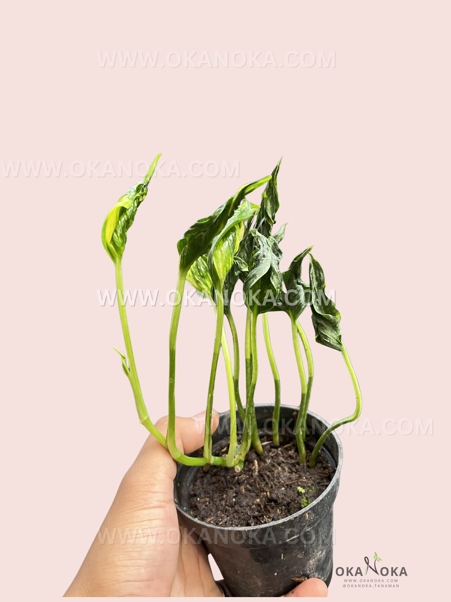 Hand holding Epipremnum Shangri La Aurea with bright green leaves and golden variegation against soft pink background.