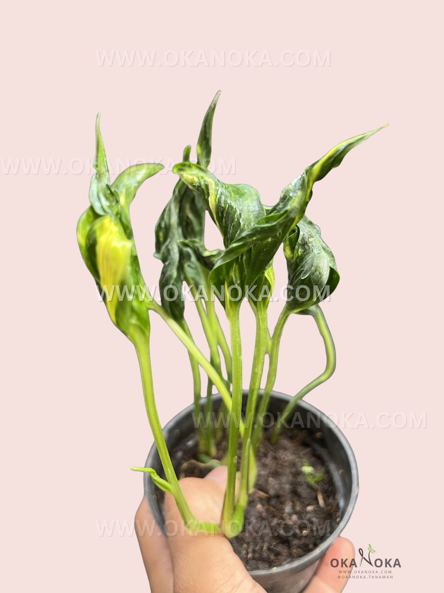 Twisting and spiraling leaves of Epipremnum Shangri La Aurea Sleeping Pothos in a black pot held by hand.