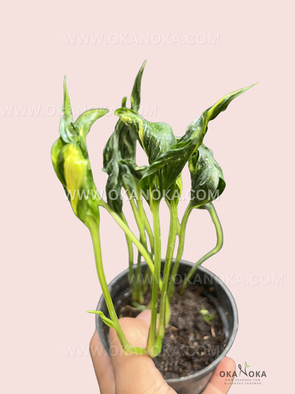 Twisting and spiraling leaves of Epipremnum Shangri La Aurea Sleeping Pothos in a black pot held by hand.