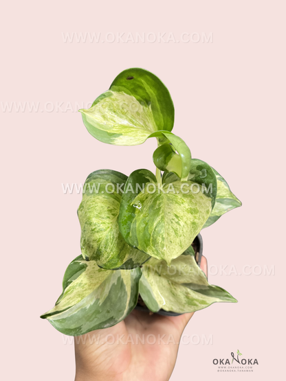 Close-up of a healthy Epipremnum Manjula Pothos plant held by a hand, showing glossy green leaves with unique creamy white variegation, potted in rich soil.