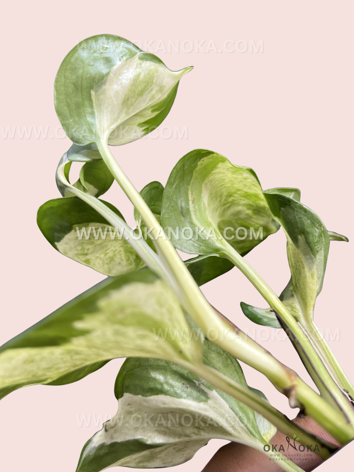 Side angle of Epipremnum Manjula Pothos showing new leaf emerging and variegated foliage in natural light.