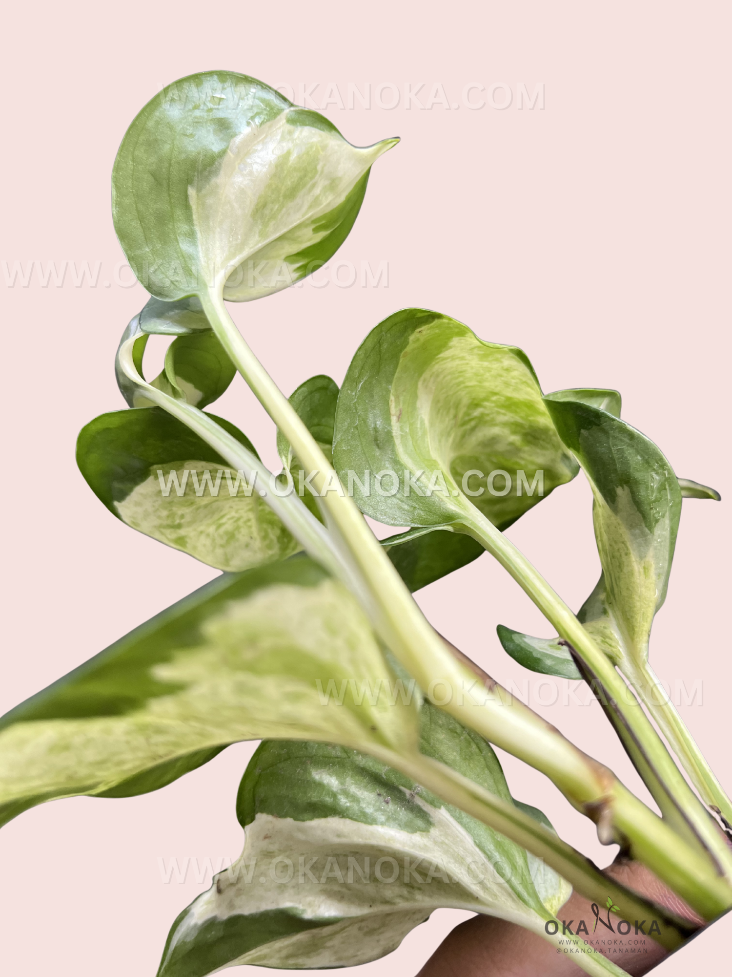 Side angle of Epipremnum Manjula Pothos showing new leaf emerging and variegated foliage in natural light.