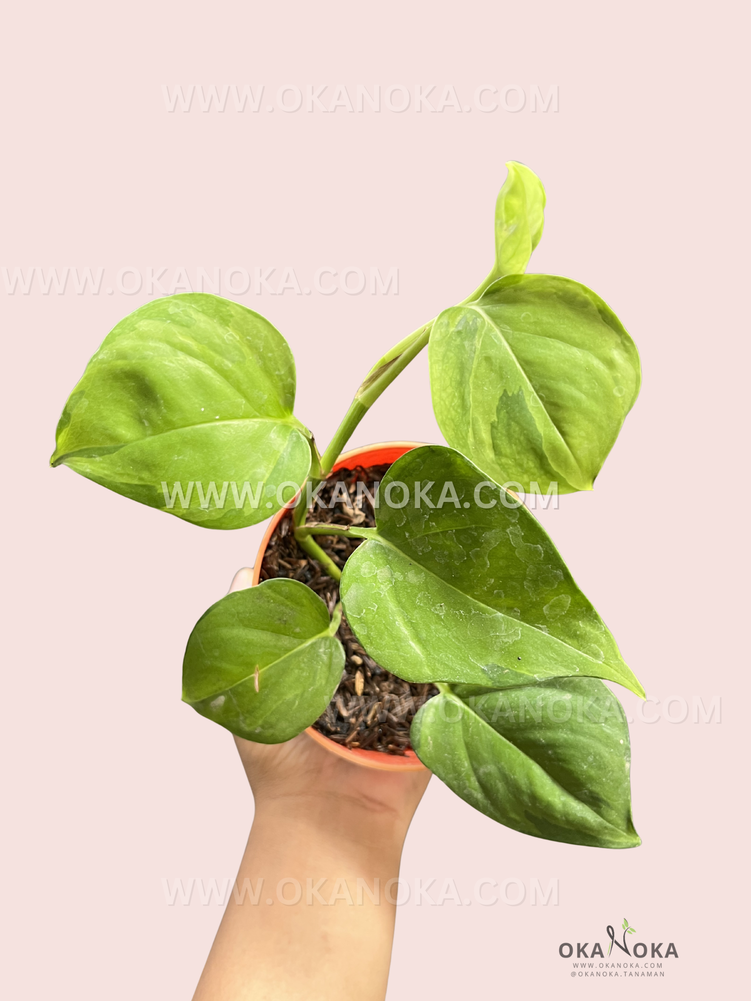 Hand holding a healthy Epipremnum Manjula Pothos Mint with heart-shaped variegated green and white leaves in a small indoor pot.