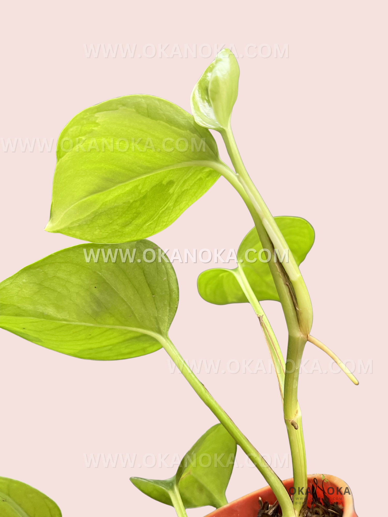 Indoor potted Manjula Pothos showing heart-shaped variegated foliage