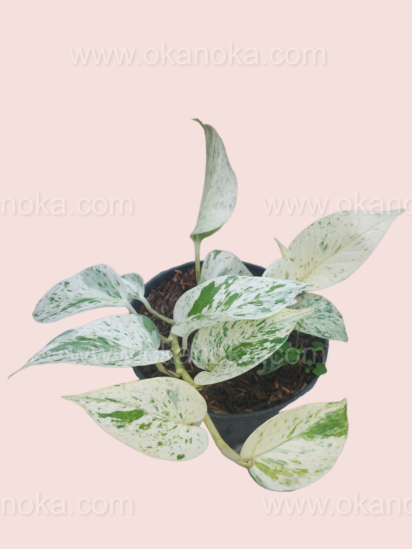 Close-up of individual leaf displaying unique green and creamy white variegation.