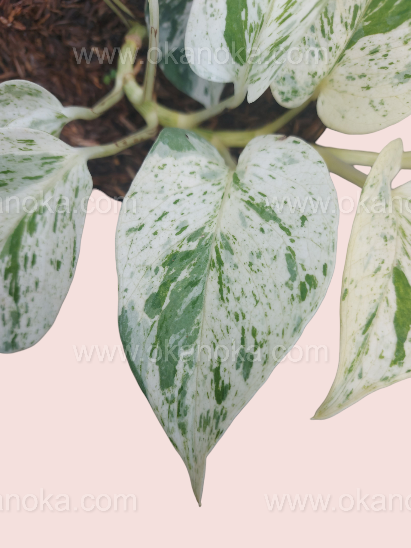 Epipremnum Marble Queen Pothos showing cascading variegated vines against a pink background.