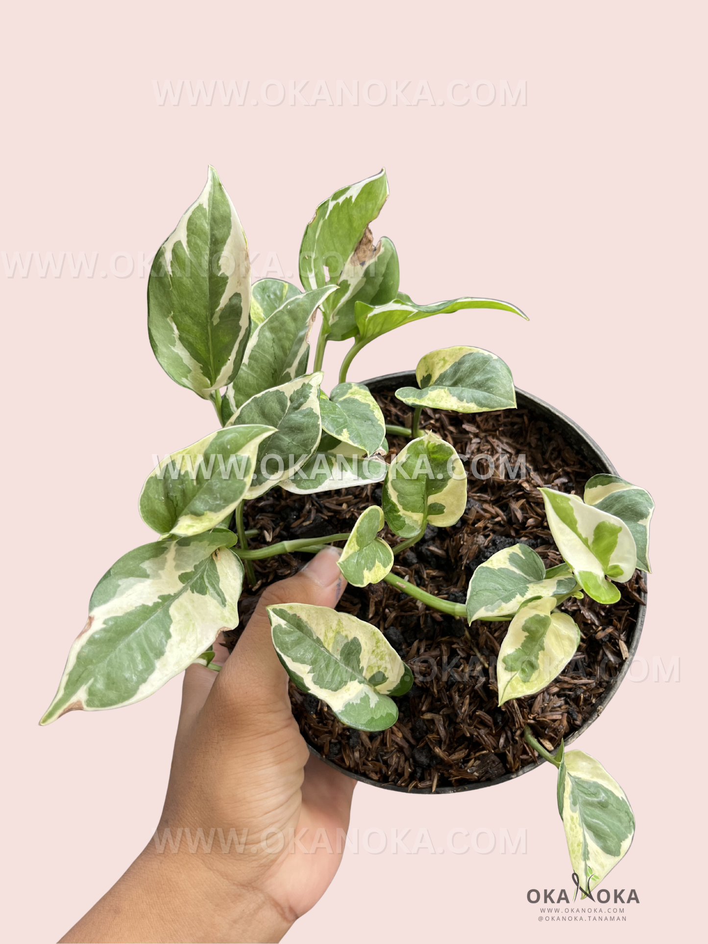 Close-up of Epipremnum N’Joy Pothos live plant showing green leaves with creamy white variegation in a black pot held by hand.