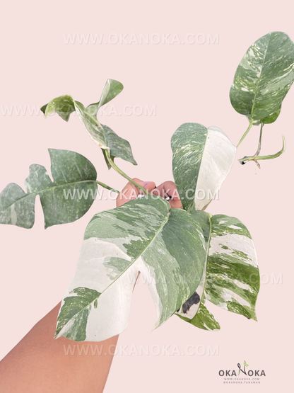 Epipremnum Pinnatum Variegated with large green and white split leaves held in hand against a pink background.