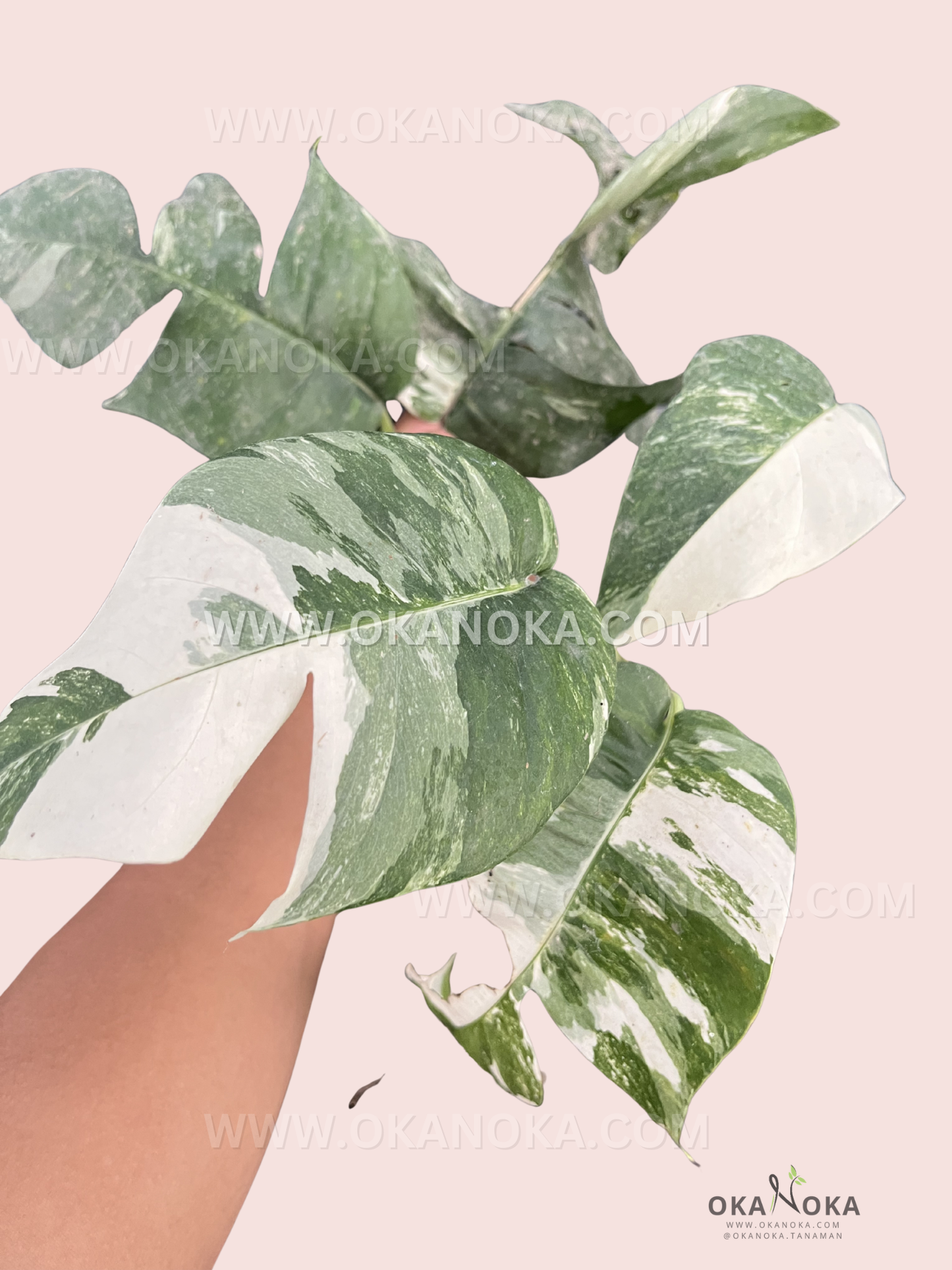 Hand holding Epipremnum Pinnatum Variegated plant in black pot showcasing vibrant variegated foliage.