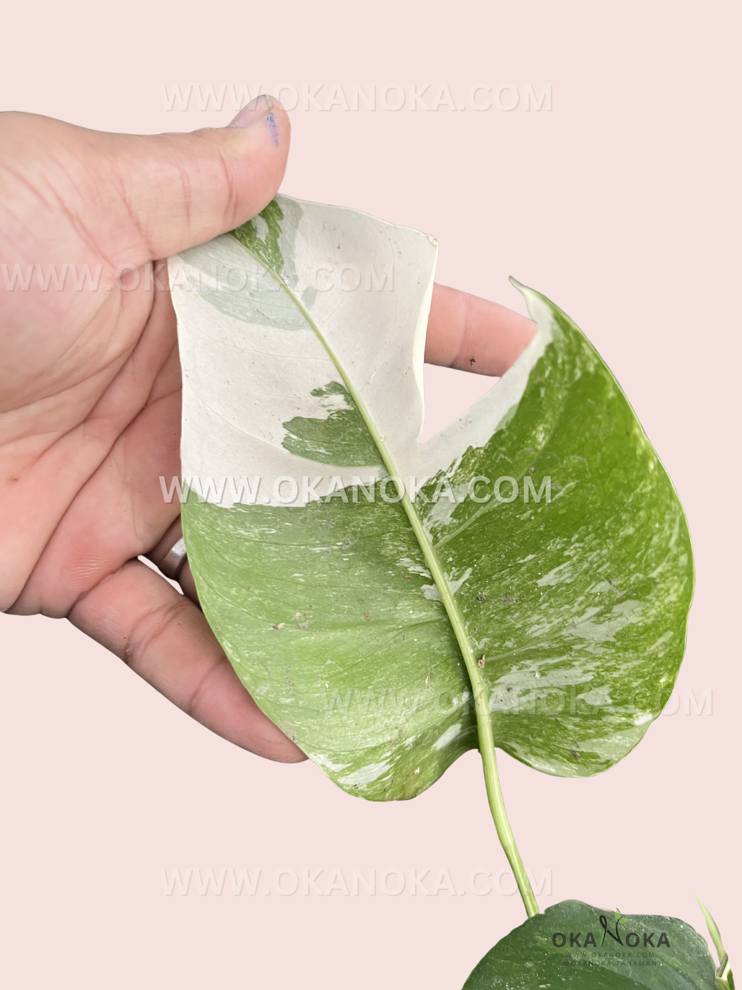 Side view of Epipremnum Pinnatum Variegated leaves with split and elongated patterns.