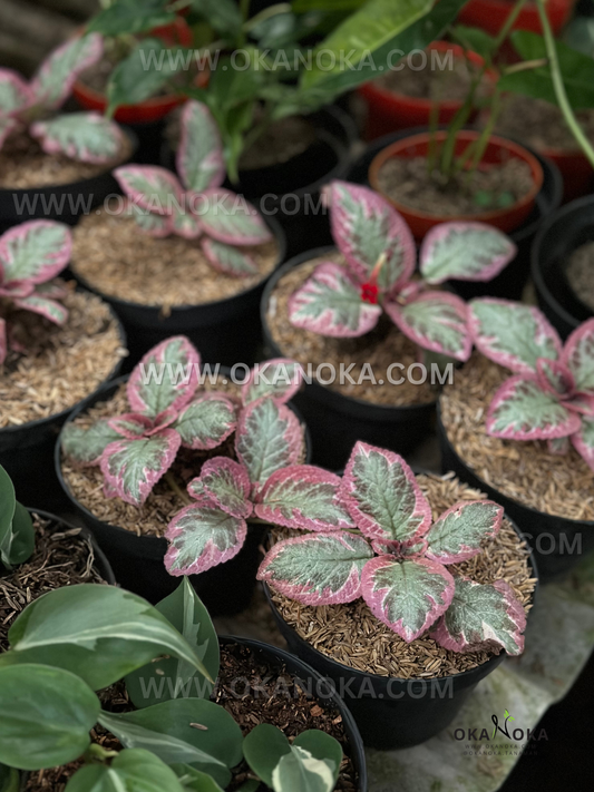 Group of potted Episcia ‘Cleopatra’ with velvety silver-green leaves and bright pink edges arranged on nursery benches, surrounded by other tropical plants.